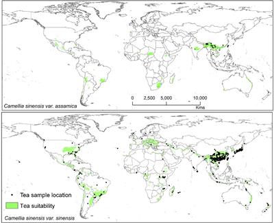 Climate-Fungal Pathogen Modeling Predicts Loss of Up to One-Third of Tea Growing Areas